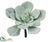 Echeveria Pick - Gray Frosted - Pack of 12