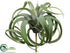 Silk Plants Direct Tillandsia Pick - Green Gray - Pack of 4