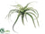 Tillandsia Cactus - Green - Pack of 12