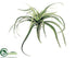 Silk Plants Direct Tillandsia Cactus - Green - Pack of 12
