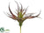 Tillandsia - Burgundy Green - Pack of 12