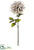 Dahlia Spray - Beige Antique - Pack of 12