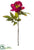 Open Peony Spray - Burgundy Antique - Pack of 12