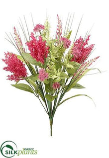 Queen Anne's Lace, Astilbe Bush - Beauty - Pack of 12