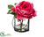 Peony - Beauty - Pack of 1