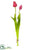 Tulip Bundle - Beauty - Pack of 12