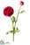 Ranunculus Spray - Beauty - Pack of 12