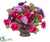 Poppy,  Ranunculus Pink Green - Purple Beauty - Pack of 1