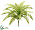 Silk Plants Direct Soft Touch Boston Fren Bush - Green Light - Pack of 6