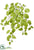 Silk Plants Direct Pothos Bush - Green Light - Pack of 6