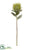 Protea Spray - Green Light - Pack of 12