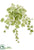Silk Plants Direct Grape Ivy Leaf Bush - Green Light - Pack of 6