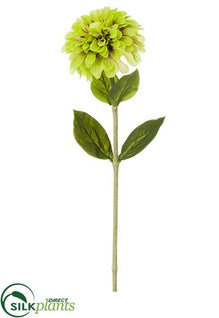 Zinnia Spray - Green Light - Pack of 12