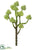 Sedum Spray - Green Light - Pack of 12