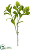 Silk Plants Direct Skimmia Spray - Green Light - Pack of 12