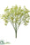 Baby's Breath Bush - Green Light - Pack of 24