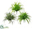 Dracena Plant Bush - Assorted - Pack of 6