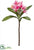 Plumeria Spray - Rubrum Two Tone - Pack of 12