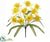 Daffodil Bush - Yellow Two Tone - Pack of 24