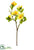 Mandevilla Spray - Yellow Two Tone - Pack of 8