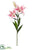 Casablanca Lily Spray - Pink Two Tone - Pack of 12