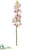 Cymbidium Orchid Spray - Pink Two Tone - Pack of 12