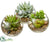 Mini Succulent - Green Two Tone - Pack of 2