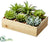 Potted Succulent - Green Two Tone - Pack of 2