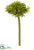 Allium Bud Spray - Green Two Tone - Pack of 12