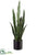 Sansevieria - Green Two Tone - Pack of 4
