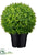 Silk Plants Direct Baby's Tear Ball Topiary - Green Two Tone - Pack of 2