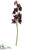 Silk Plants Direct Cymbidium Orchid Spray - Burgundy Two Tone - Pack of 6