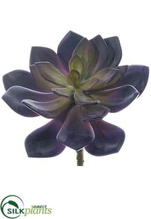 Echeveria Pick - Burgundy - Pack of 12