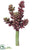 Sedum Pick - Burgundy - Pack of 24