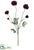 Ranunculus Spray - Burgundy - Pack of 6