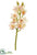 Silk Plants Direct Cymbidium Orchid Spray - Cream Burgundy - Pack of 6