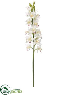 Cymbidium Orchid Spray - Cream Burgundy - Pack of 12