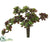 Sedum Pick w/30 Leaves - Green Burgundy - Pack of 6