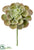 Echeveria Pick - Green Burgundy - Pack of 12