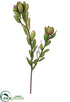 Silk Plants Direct Mini Leucadendron Spray - Green Burgundy - Pack of 12