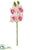 Cymbidium Orchid Spray Fuschia - Pink Fuchsia - Pack of 12