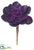 Echeveria Pick - Purple - Pack of 24