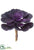 Echeveria Pick - Purple - Pack of 6