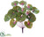 Ligularia Bush - Green Purple - Pack of 12
