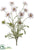 Scabiosa Bush - Lavender - Pack of 6