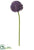 Allium Spray - Lavender - Pack of 6