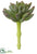 Spike Aeonium Pick - Green Lavender - Pack of 24