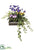 Violet,  Streptocarpus - Green Lavender - Pack of 1