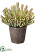 Silk Plants Direct Aeonium - Green Mauve - Pack of 1
