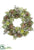 Echeveria, Leucadendron,  Brunia Wreath - Green Mauve - Pack of 1